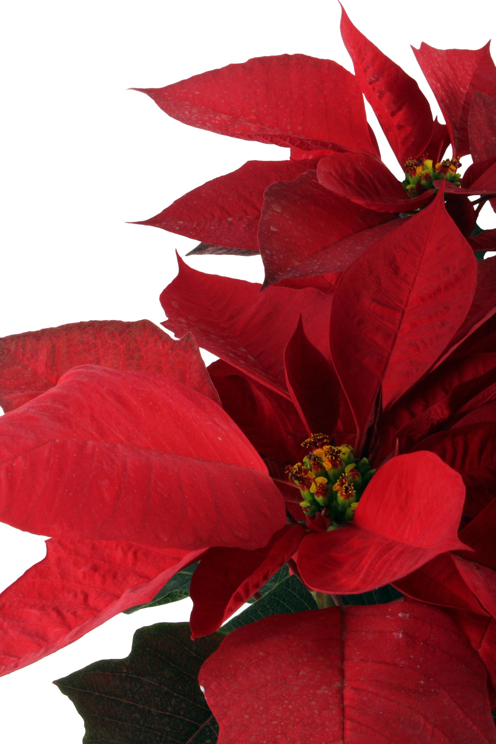 Red Poinsettia Best price in egypt cairo