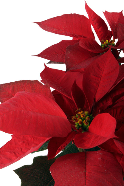 Red Poinsettia Best price in egypt cairo