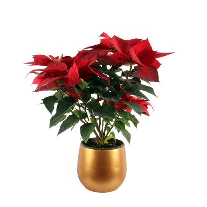 Red Poinsettia