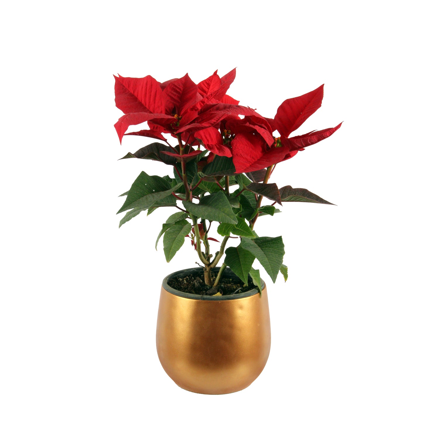 Red Poinsettia Best price in egypt cairo