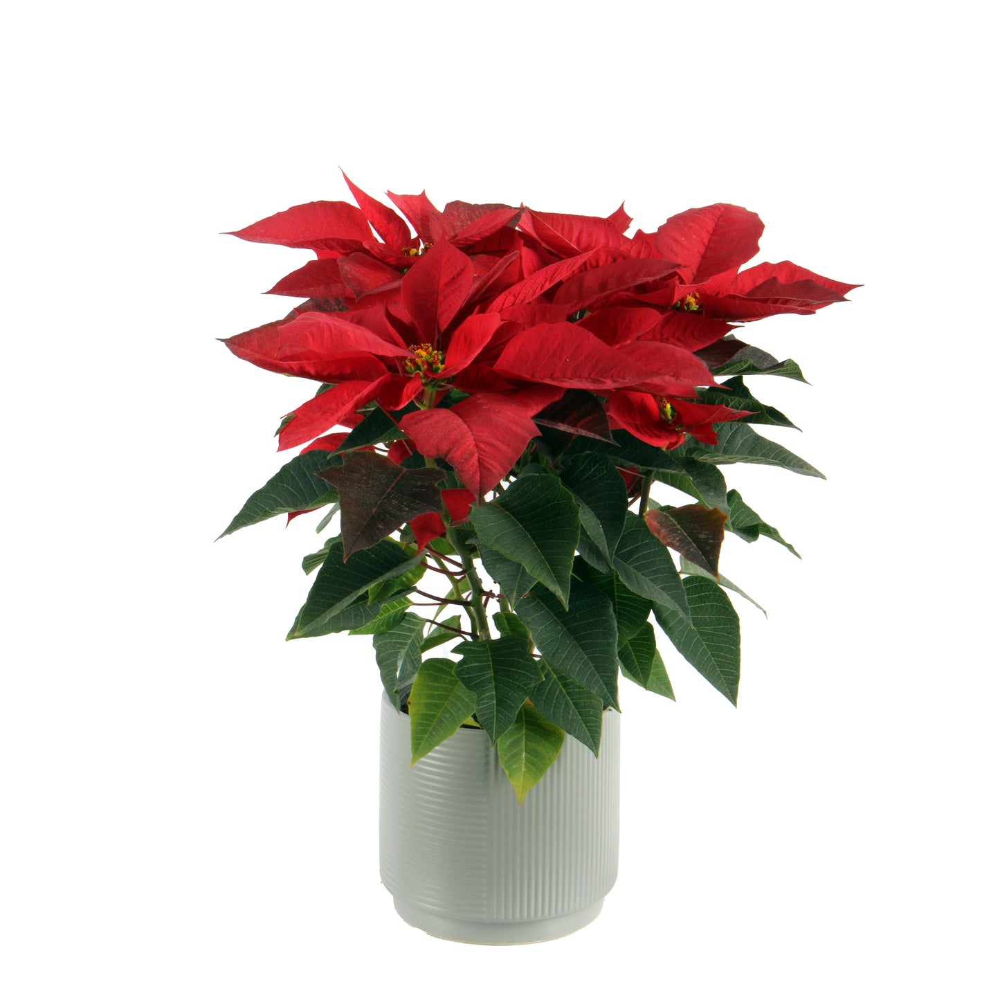 Red Poinsettia Best price in egypt cairo