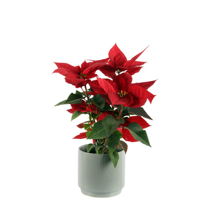 Red Poinsettia Best price in egypt cairo