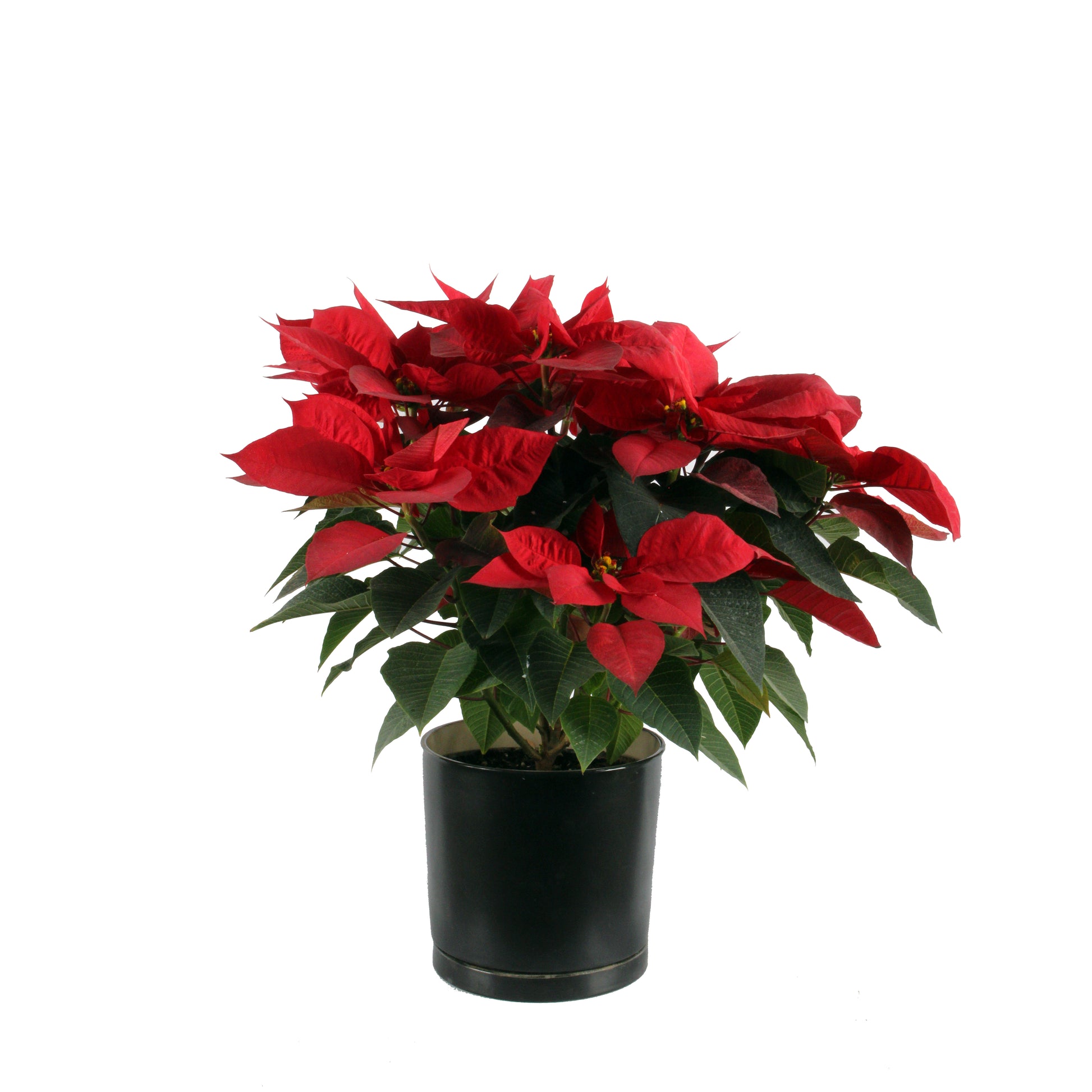 Red Poinsettia Best price in egypt cairo