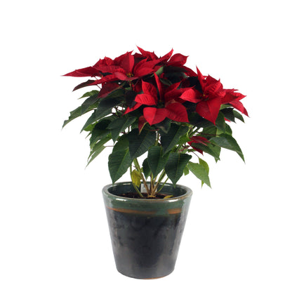 Red Poinsettia