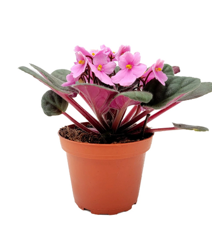 African Violet