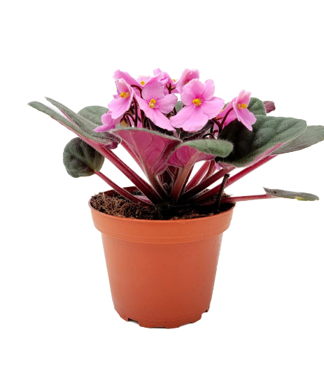 African Violet