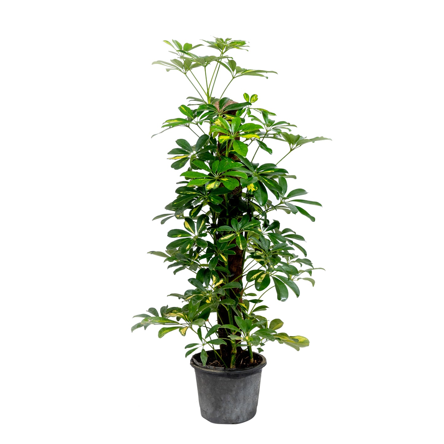 Schefflera Green