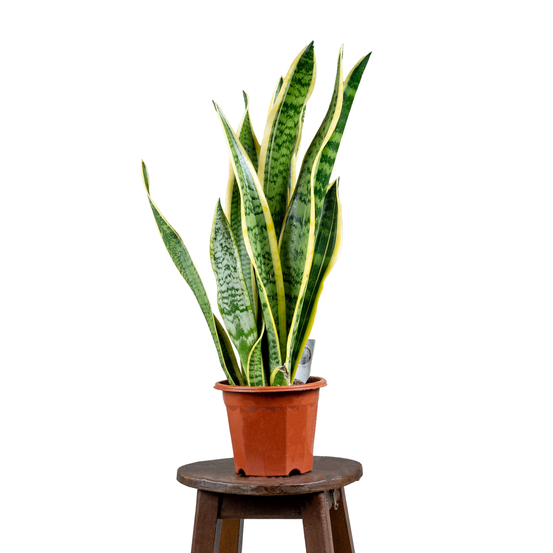 snake plant homebase Snake Plant