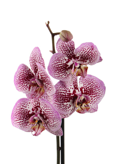Mulberry Pink Moth Orchid, a botanical wonder with stunning pink blooms, thriving in bright indirect light.