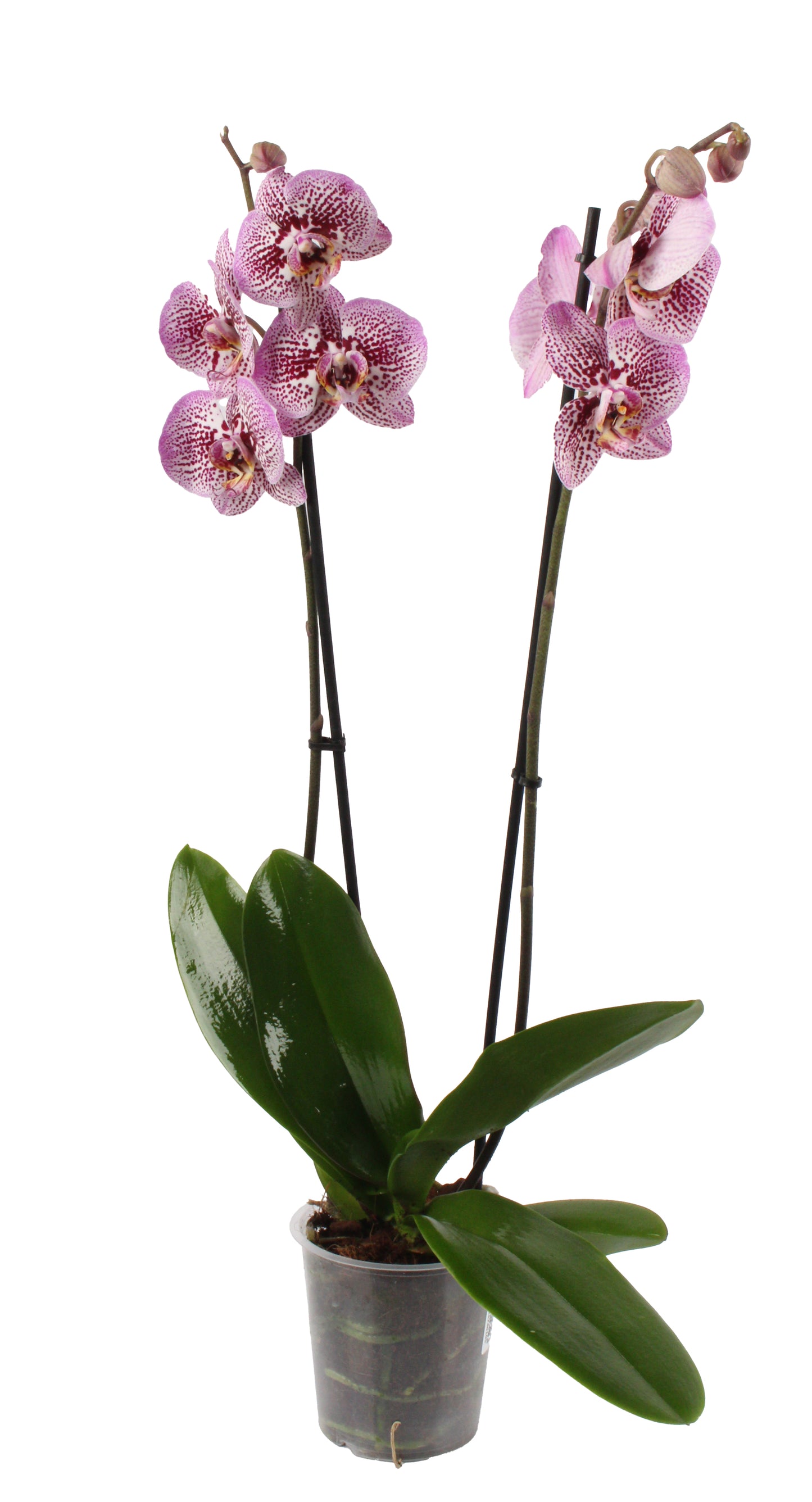 Spotted Pink Moth Orchid