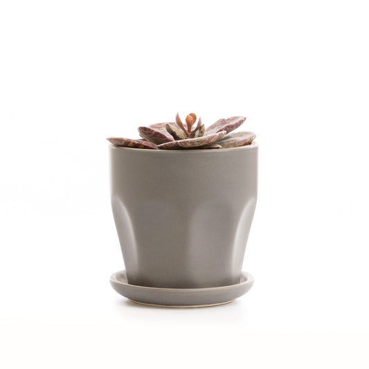 Striped Kalanchoe