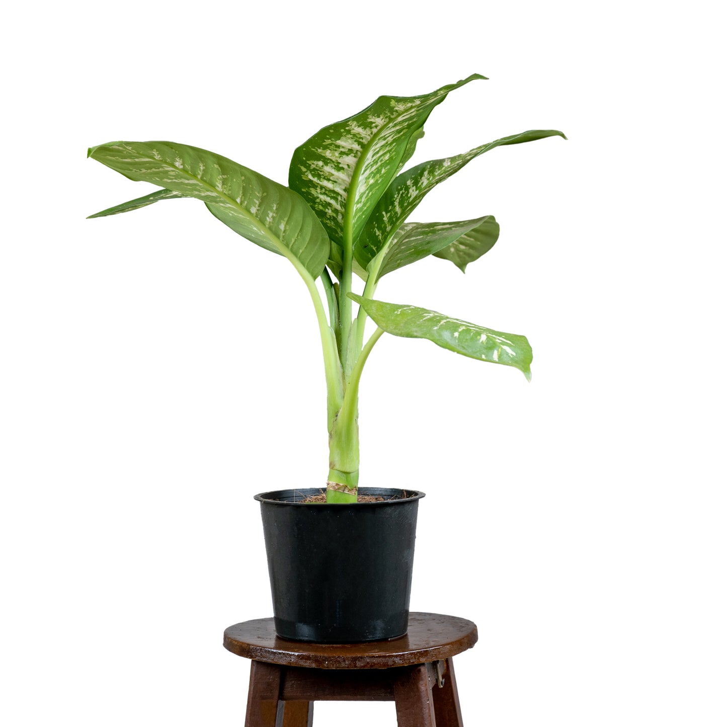 Dieffenbachia Tropic Snow
