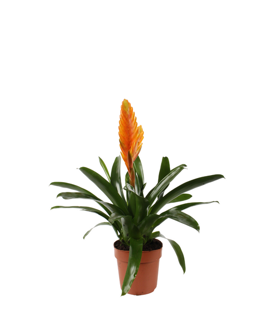 Vriesea (Orange)