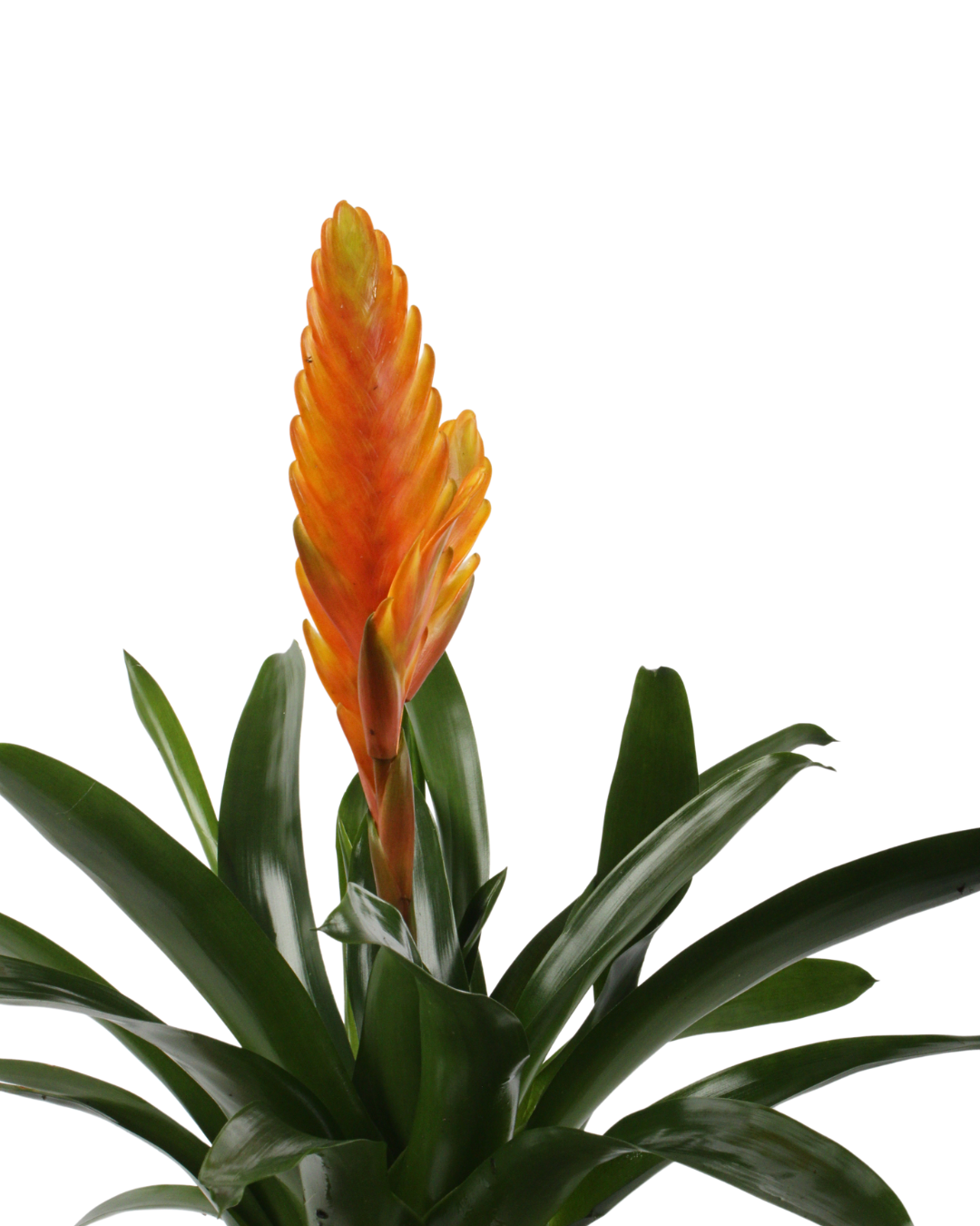 Vriesea (Orange)