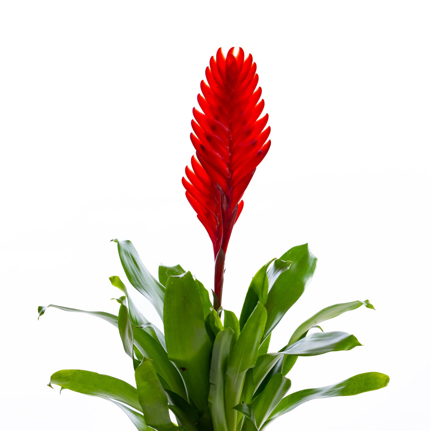 Vriesea (Red)