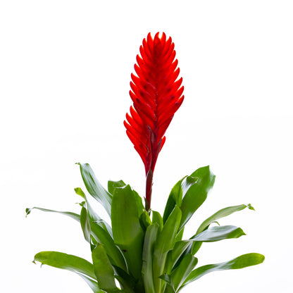 Vriesea (Red)