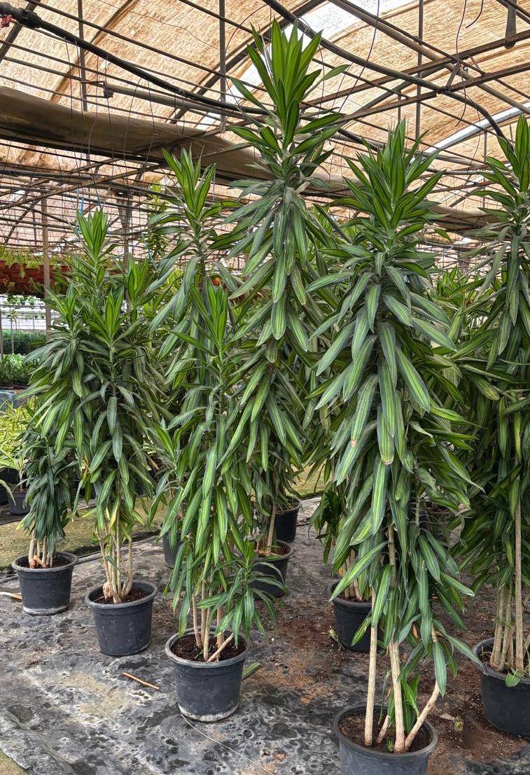 Dracaena Reflexa