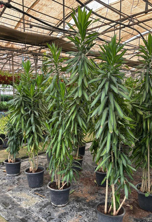 Dracaena Reflexa
