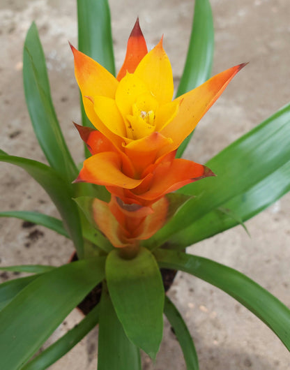 Guzmania (Orange)