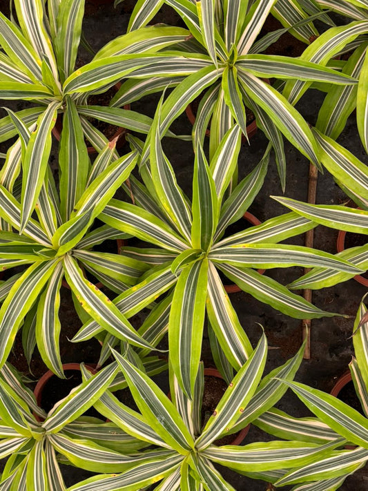 Dracaena Lemon Lime