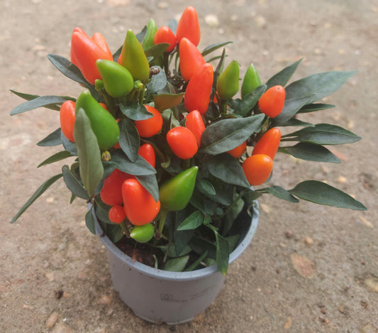 Salsa Pepper