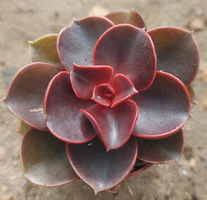Echeveria Red Sky