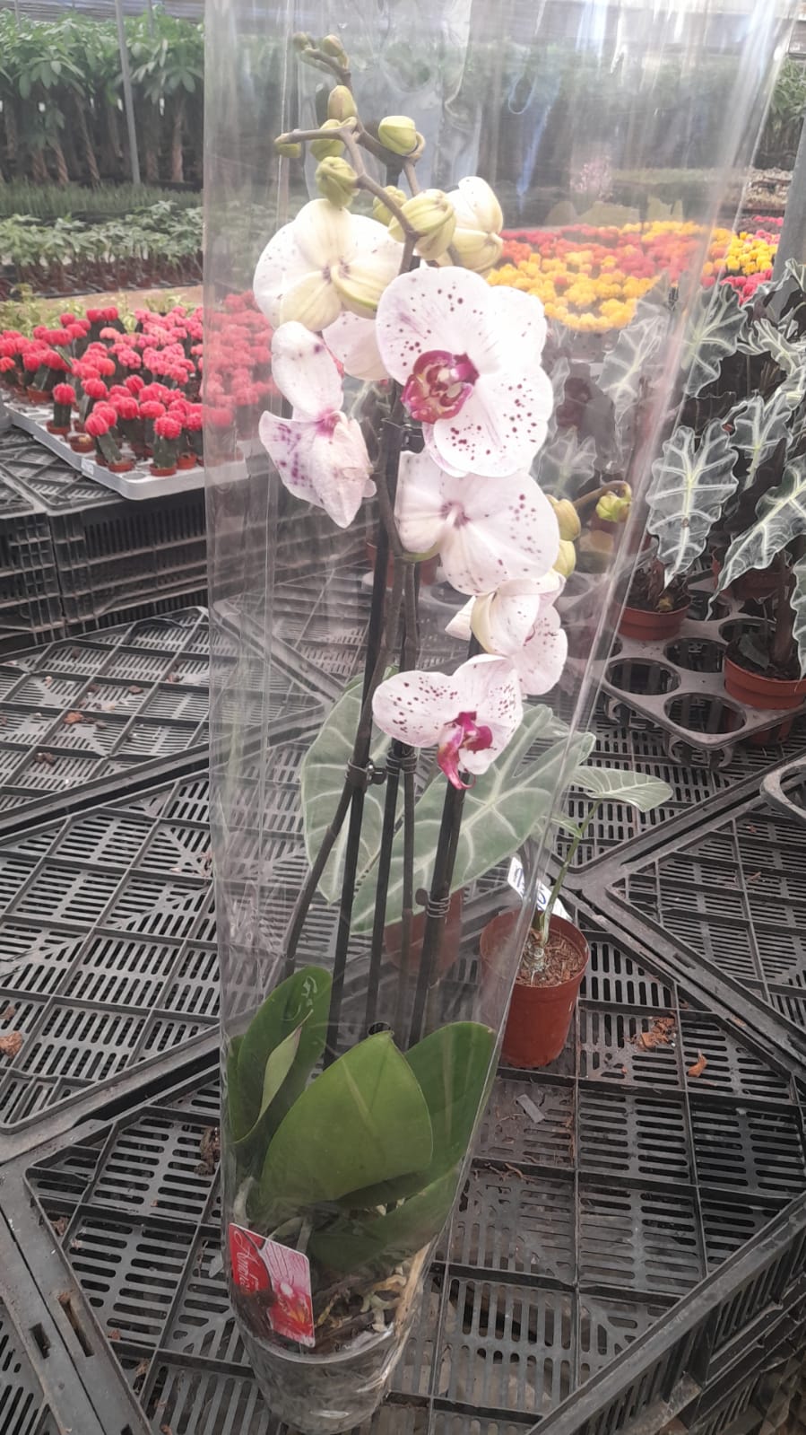 Pink Core Moth Orchid