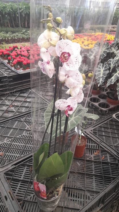 Pink Core Moth Orchid