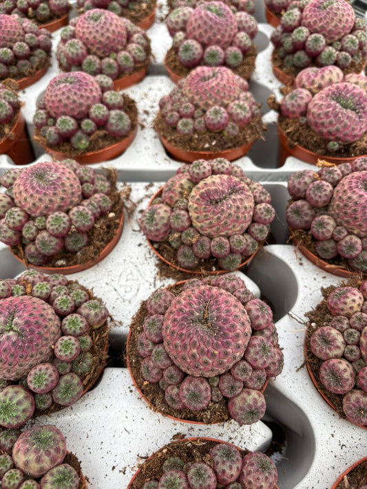 Rebutia Muscula