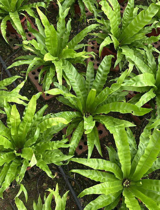 Asplenium