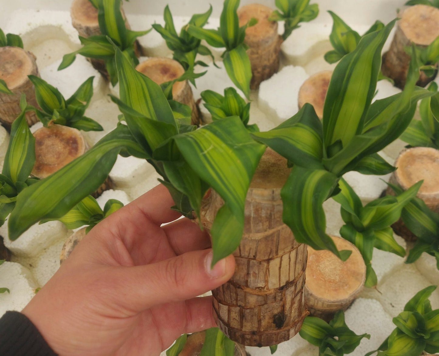 Dracaena Fragrans