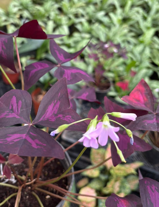 Purple Oxalis