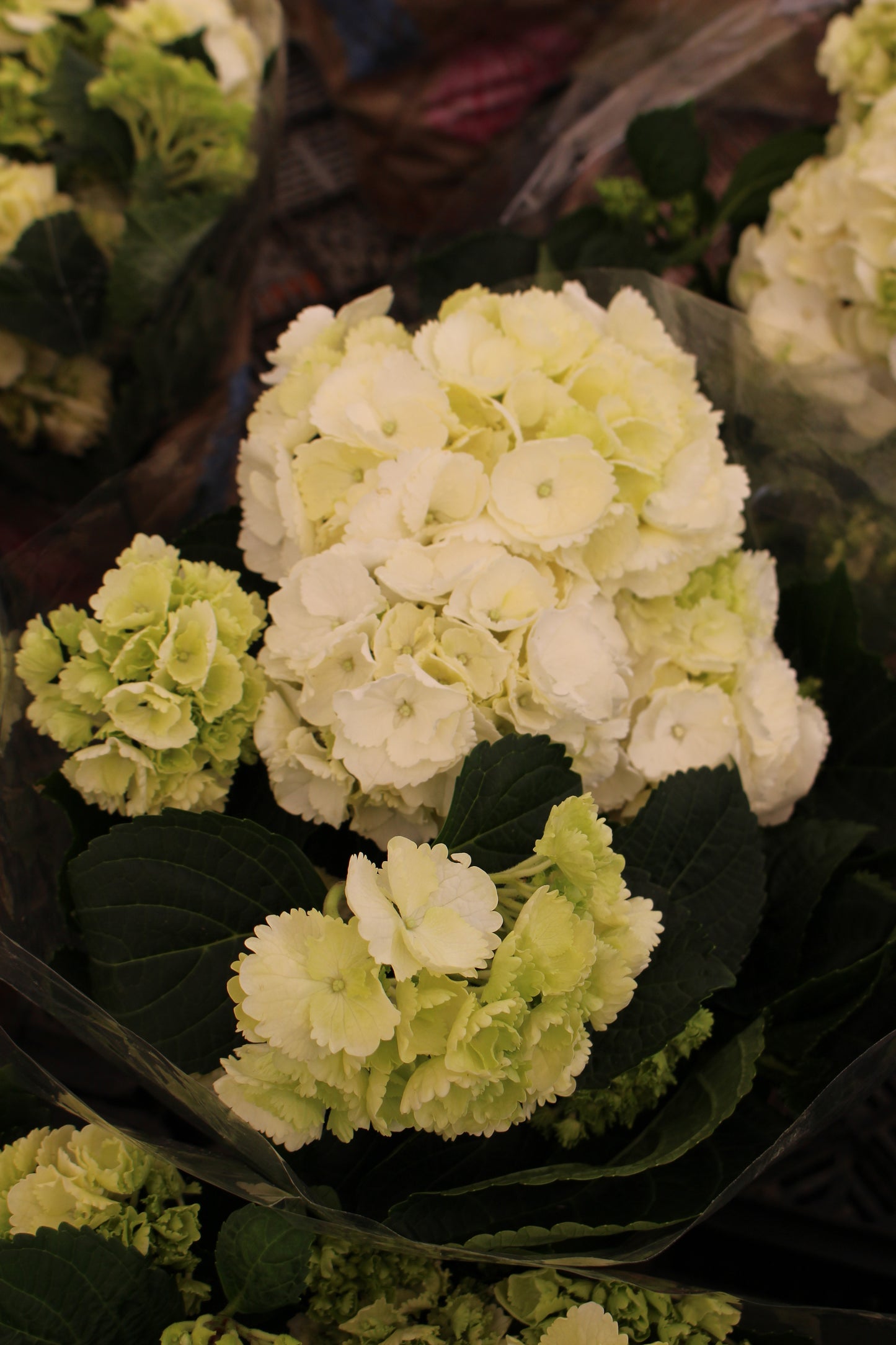 White Hydrangea