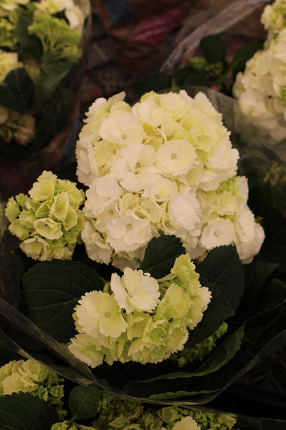 White Hydrangea