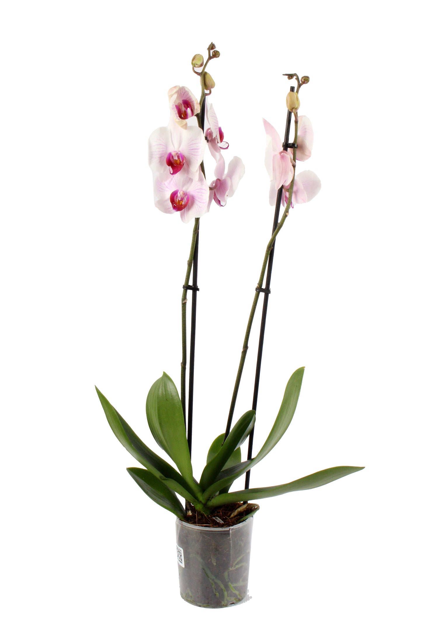 Pink Core Moth Orchid, a radiant floral masterpiece with delicate pink petals, ideal for both modern and traditional interiors.