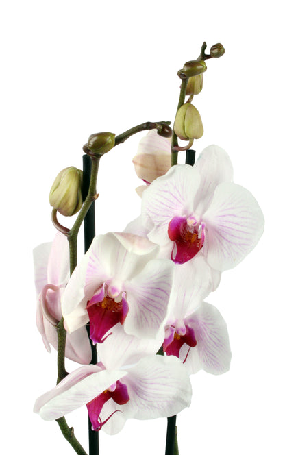 Pink Core Moth Orchid, a radiant floral masterpiece with delicate pink petals, ideal for both modern and traditional interiors.