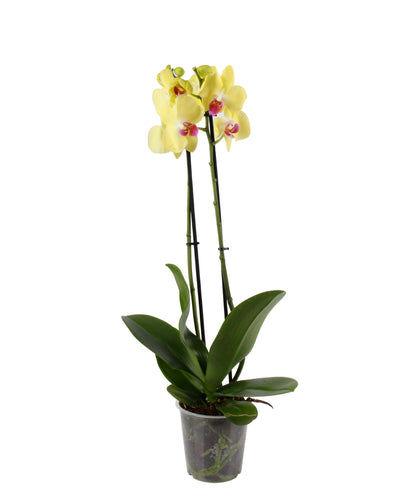 Yellow Moth Orchid, radiant golden blossoms adding warmth to both modern and traditional interiors.