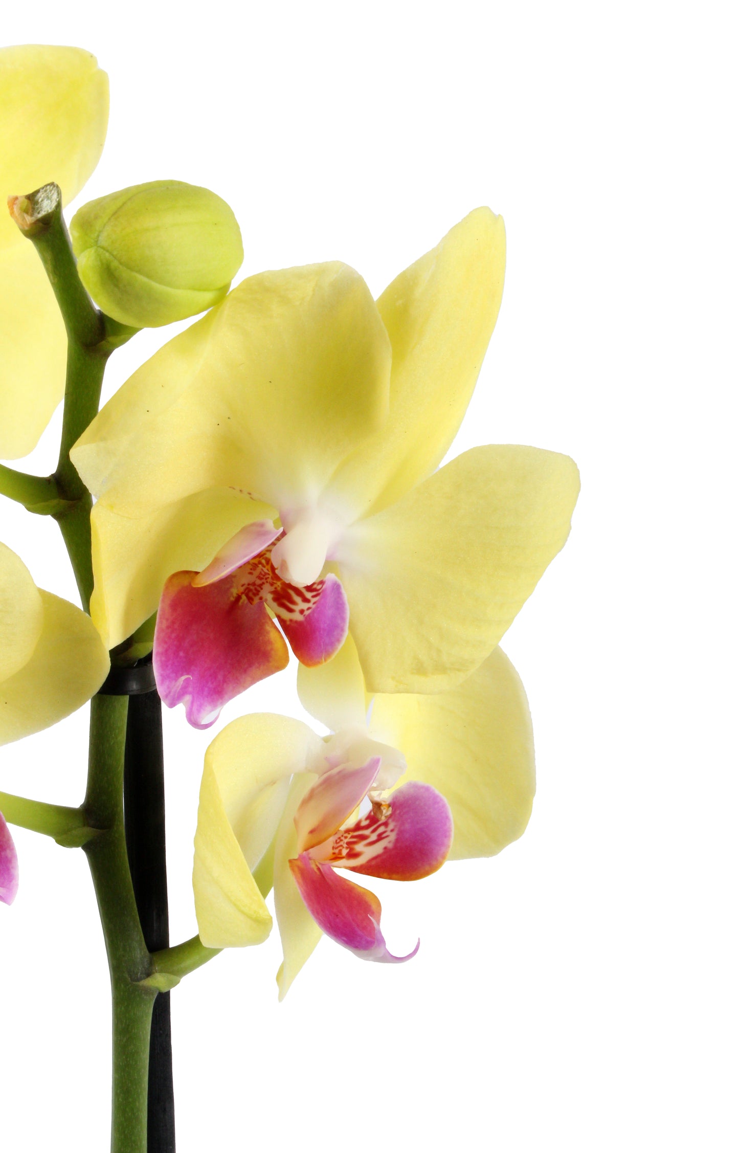 Yellow Moth Orchid, radiant golden blossoms adding warmth to both modern and traditional interiors.