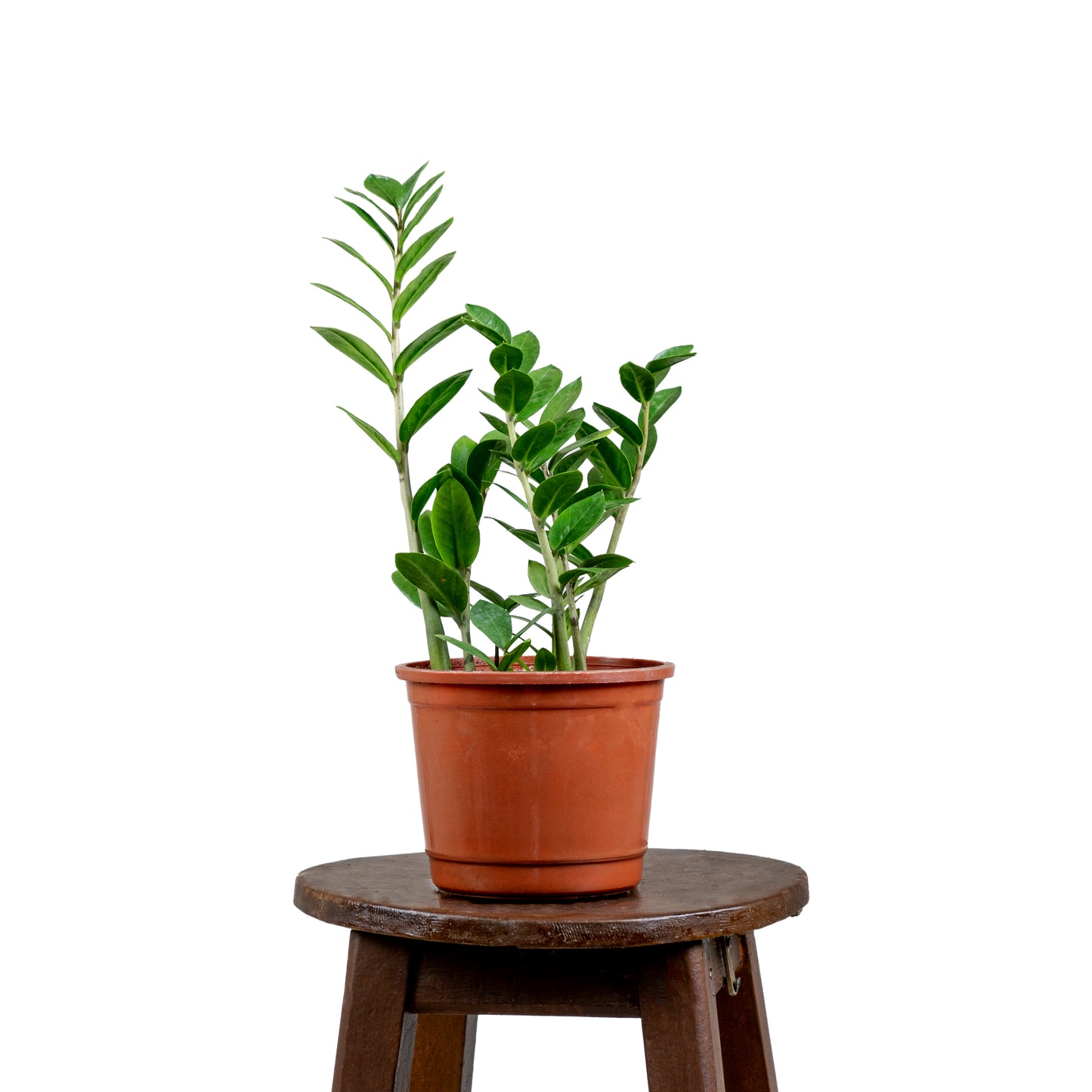 Zamia