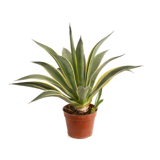 Agave Cactus