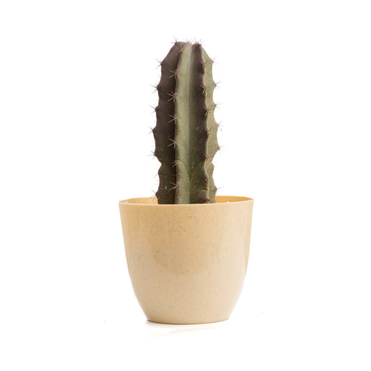 Column Cactus