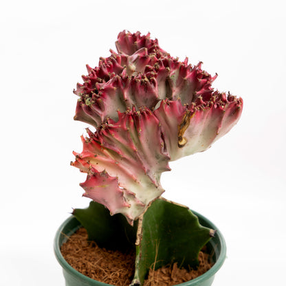 Flow Coral Cactus