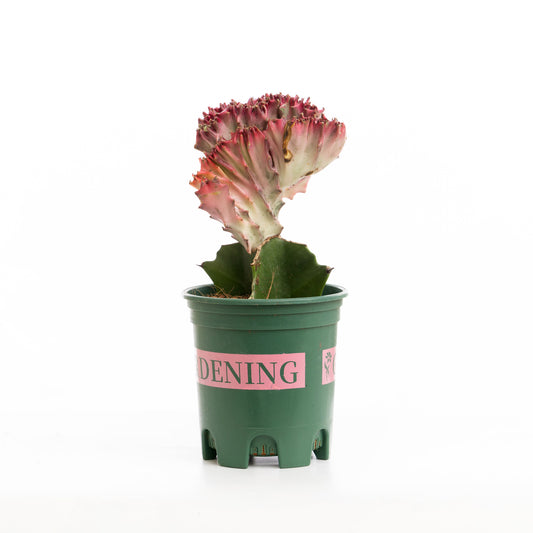 Flow Coral Cactus