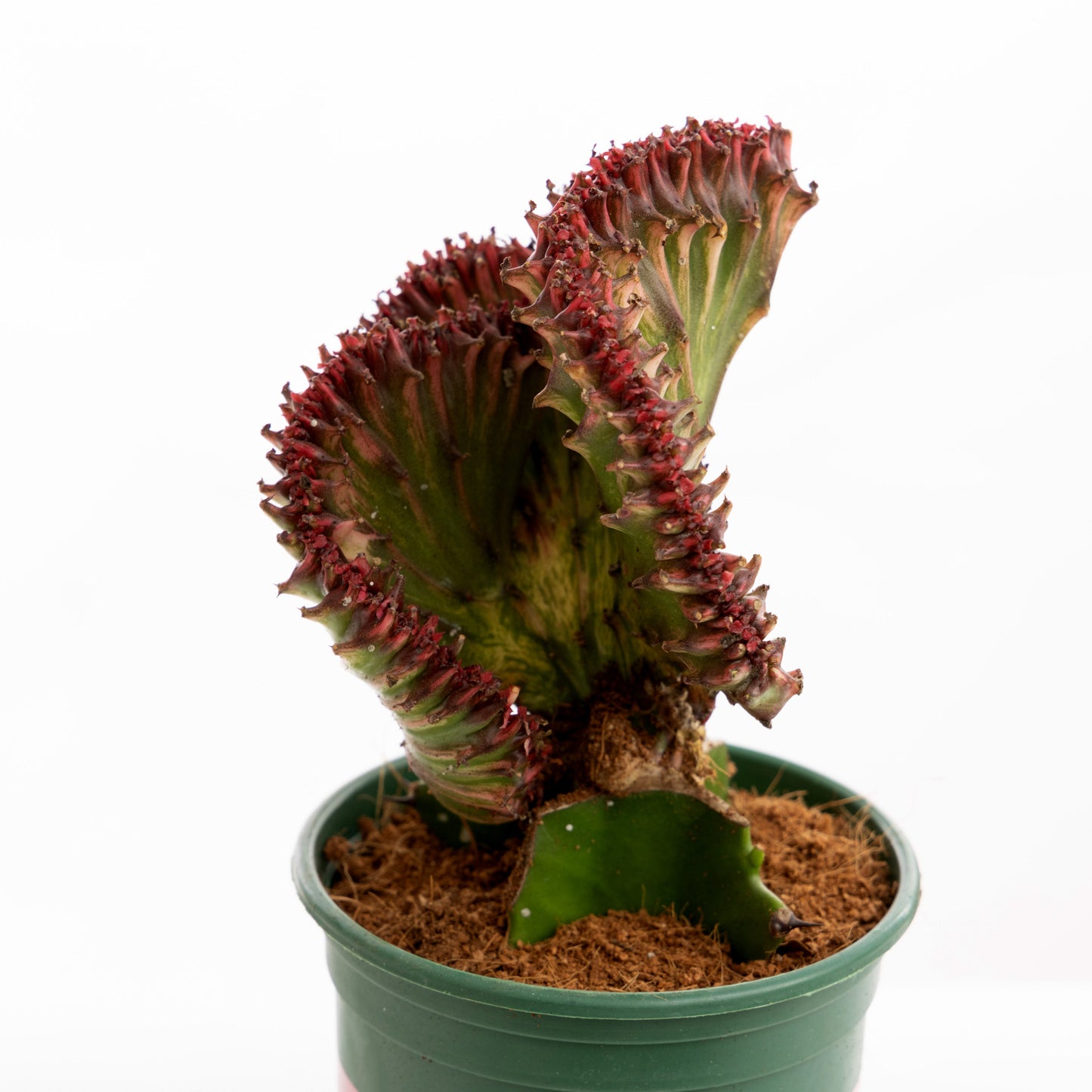 Pink Twister Coral Cactus