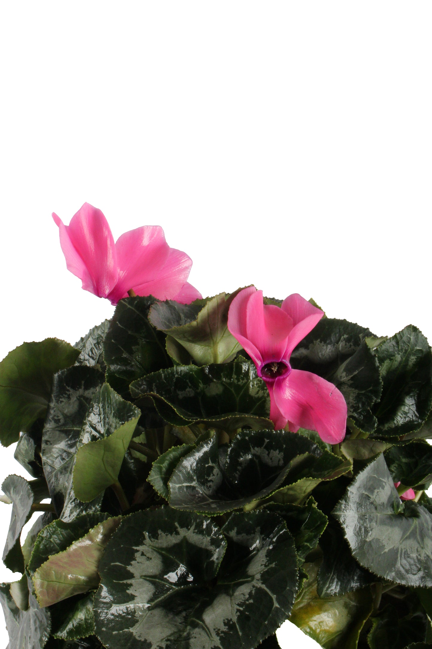 Pink Cyclamen