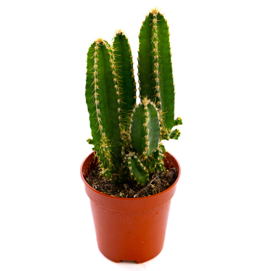 Fairy Castle Cactus