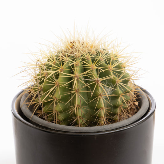 Golden Barrel Cactus