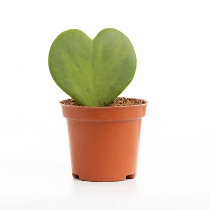 Green Heart Cactus