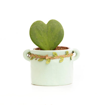 Green Heart Cactus
