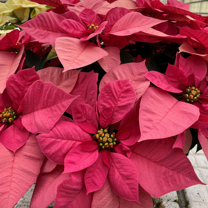 Pink Poinsettia